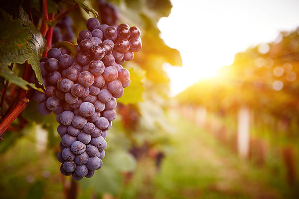 Visita a Bodegas y pueblos medievales