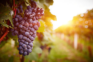Wine tours and Medieval villages from Girona