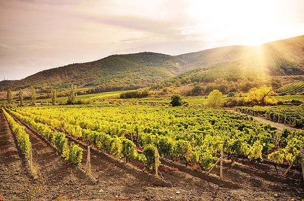 Visita a Bodegas y pueblos medievales