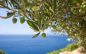 COSTA BRAVA, WINERIES AND MEDIEVAL VILLAGES FROM GIRONA